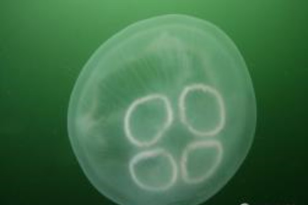 보름달물해파리.(사진=전북자치도 제공)