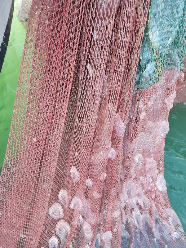 새만금 해안에서 그물에 잡힌 해파리떼 모습.(사진=새만금 상시 해수유통을 위한 전북도민 서명운동본부 제공)