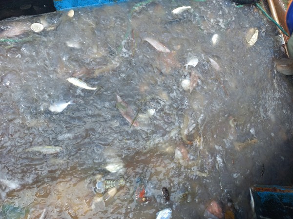 새만금에 서식하는 해파리떼.(사진=새만금 상시 해수유통을 위한 전북도민 서명운동본부 제공)