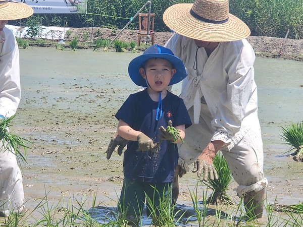  (사)전주기접놀이보존회가 전주시 삼천동 체험농장에서 ‘손모내기 체험’행사를 열었다.(사진=전주기접놀이보존회 제공)