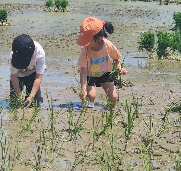 어린이들이 손 모내기 체험행사를 펼치고 있다.(사진=전주기접놀이보존회 제공)