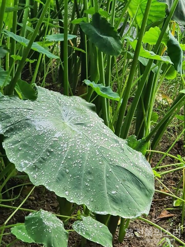 전북의소리 자료사진
