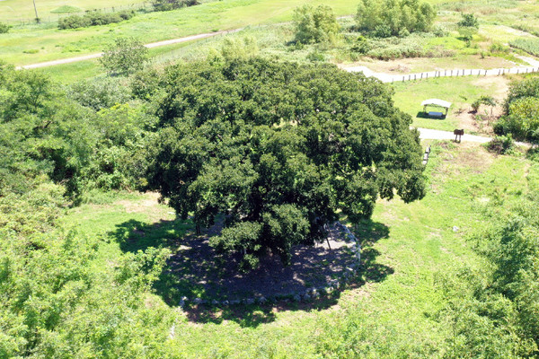 '평화의 상징'인 군산 하제마을 팽나무.(사진=군산시 제공) 