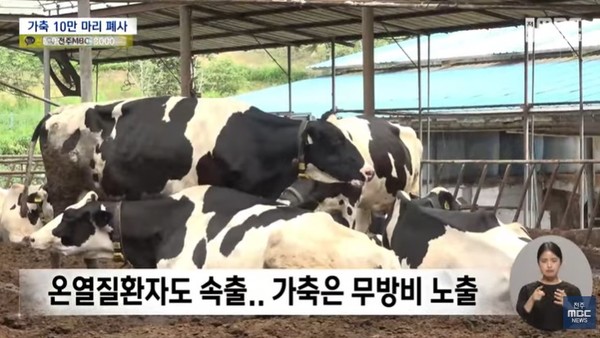 전주MBC 8월 15일 뉴스 화면(영상 갈무리)