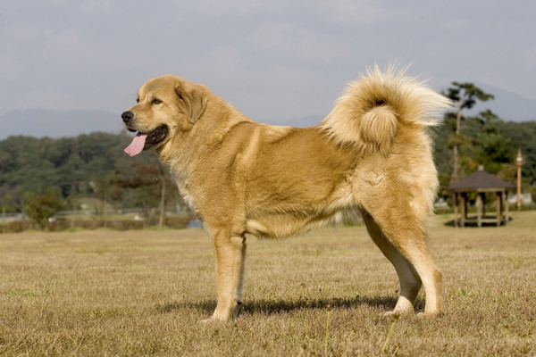 '오수의견' 설화의 주인공인 '오수개'가 유엔식량농업기구인 UN FAO 품종에 등재됐다.(사진=임실군 제공) 
