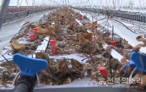 김제 스마트팜 혁신밸리 임대 스마트팜에 누수가 발생해 피해가 심각한 현장 모습.  