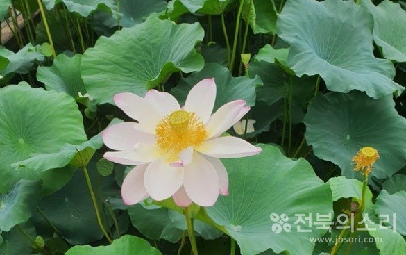 전주 오송제에 만개한 홍련들.(사진 위, 아래)