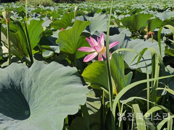 진흙 속에서도 티 없이 피어난다는 꽃이라고 해서 ‘처염상정(處染常淨)의 꽃’으로 불리는 연꽃.