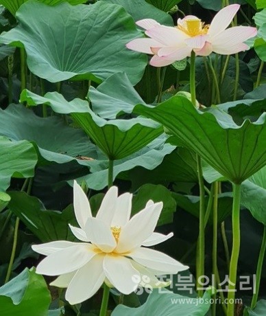 청초한 바람과 은은한 연꽃 향기가 마음과 정신을 맑게 해준다.