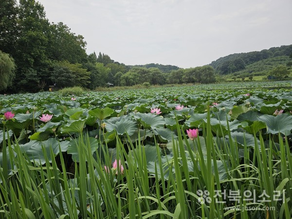 오송제를 가득 메운 청초한 연잎과 연꽃들이 늦여름 장관을 이루고 있다.