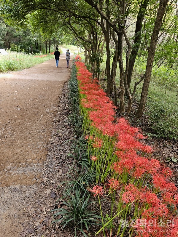'전주시 허파'로 불리는 건지산 숲길에 만개한 상사화.