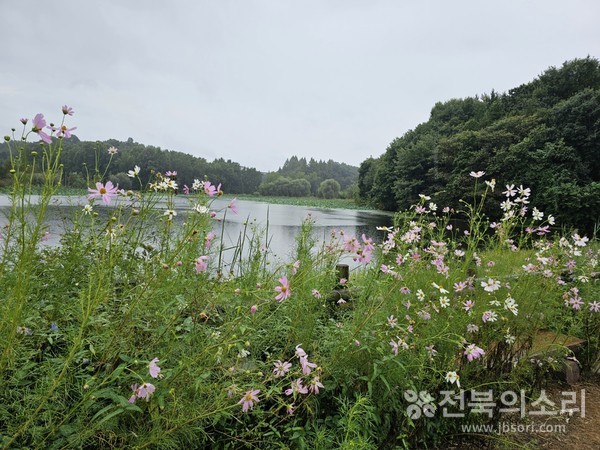 전주 오송제 주변에 핀 코스모스가 가을을 재촉하고 있다.