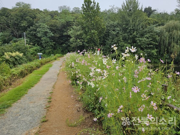 오송제 산책길에 만개한 코스모스.