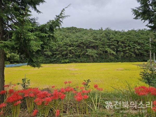 축령산 주변에 만개한 상사화와 황금빛 들녘.