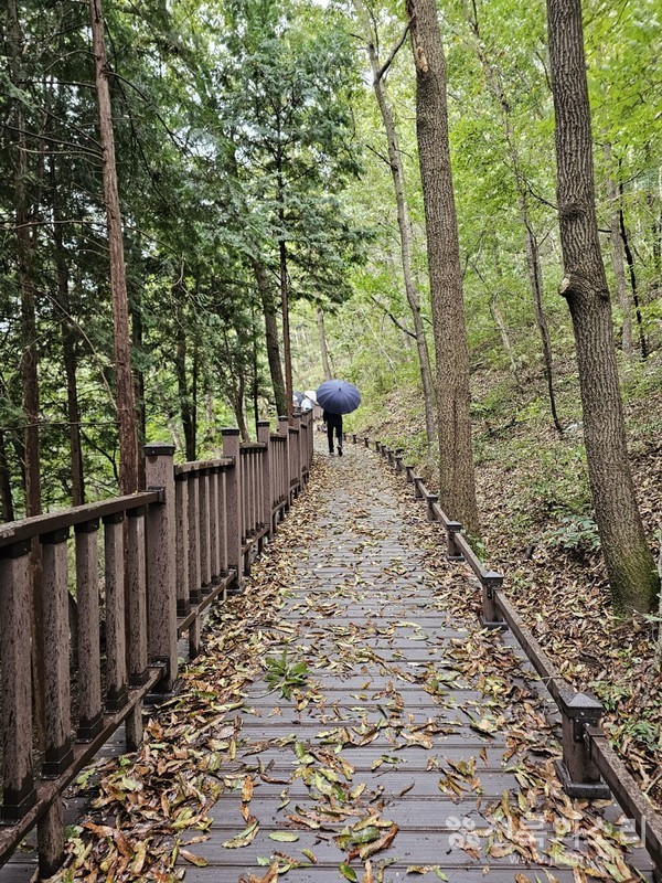 장성군 '축령산 치유 숲길'은 나무 데크가 잘 설치돼 있어 걷기에 편하다. 