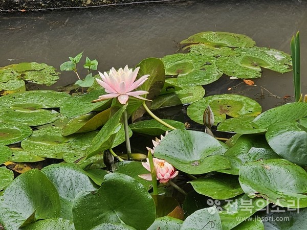 축령산 쉼터 정원에서 만난 홍련.