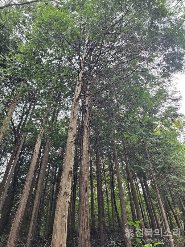 축령산을 가득 채운 울창한 편백나무들. 