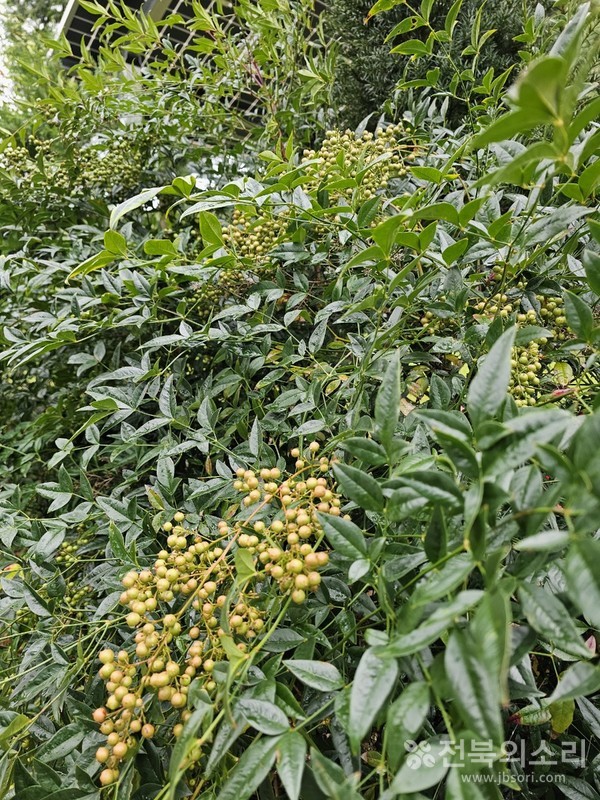 오송제 주변 숲에서 만난 가을 열매들.