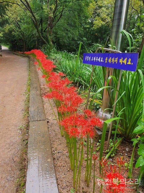 건지산 산책길 주변을 가득 메운 붉은 상사화.