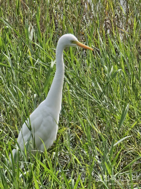 오송제 주변을 서성이는 백로.