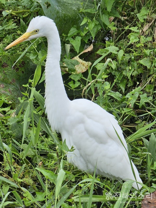 먹이를 찾아 부리를 이리저리 휘저으며 눈을 부릅뜨고 바라보는 백로.