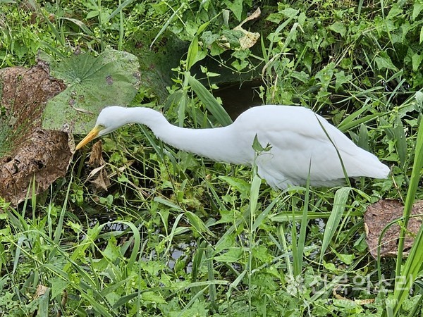 오랫동안 유지돼 온 오송제 슾지는 백로들의 서식처로 적합하다.