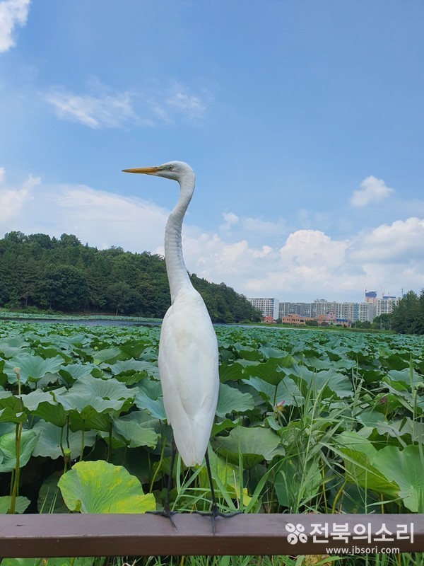 오송제에 해마다 어김없이 찾아오는 귀한 손님 백로들.