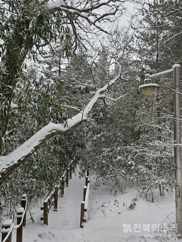 입춘(立春)인 오늘 전북지역은 기온이 크게 낮아 춥고 오전에 눈이 조금 내리다 늦은 오후부터 본격적으로 눈이 내리기 시작, 내일과 모레까지 많은 눈과 강한 추위가 이어지겠다.(전북의소리 자료사진)